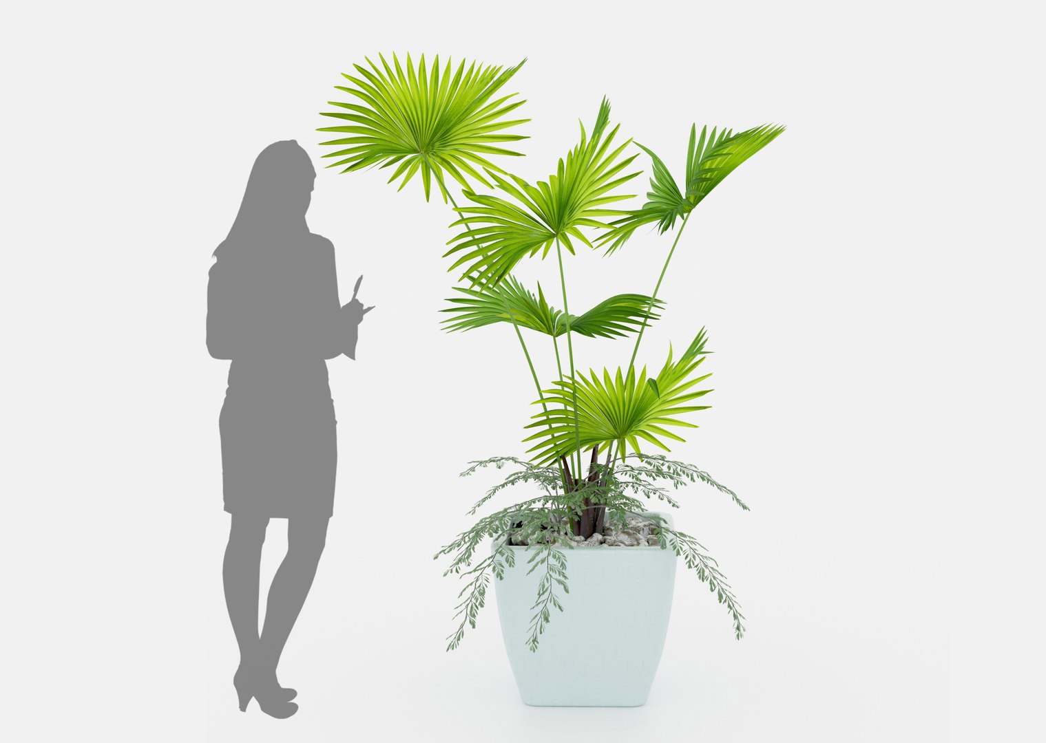 Indoor palm plant 3D https://p.turbosquid.com/ts-thumb/w1/RErjHV/jA/02/jpg/1619528076/1920x1080/fit_q87/8149c4b31b6d974c39fc6a9a8fb0307854441c33/02.jpg