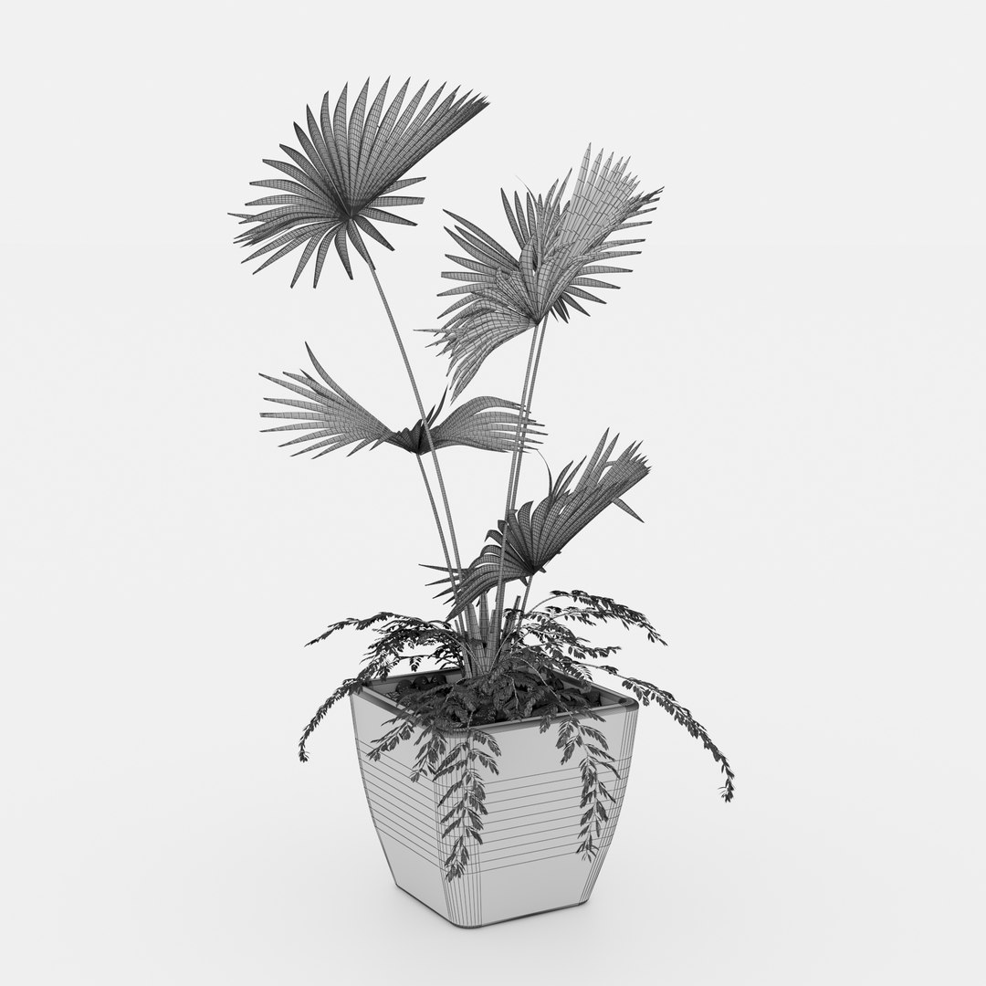 Indoor palm plant 3D https://p.turbosquid.com/ts-thumb/w1/RErjHV/qc/wireframe/jpg/1619528769/1920x1080/fit_q87/d062baee121126feed6edd6be6edb8e0a985ea36/wireframe.jpg