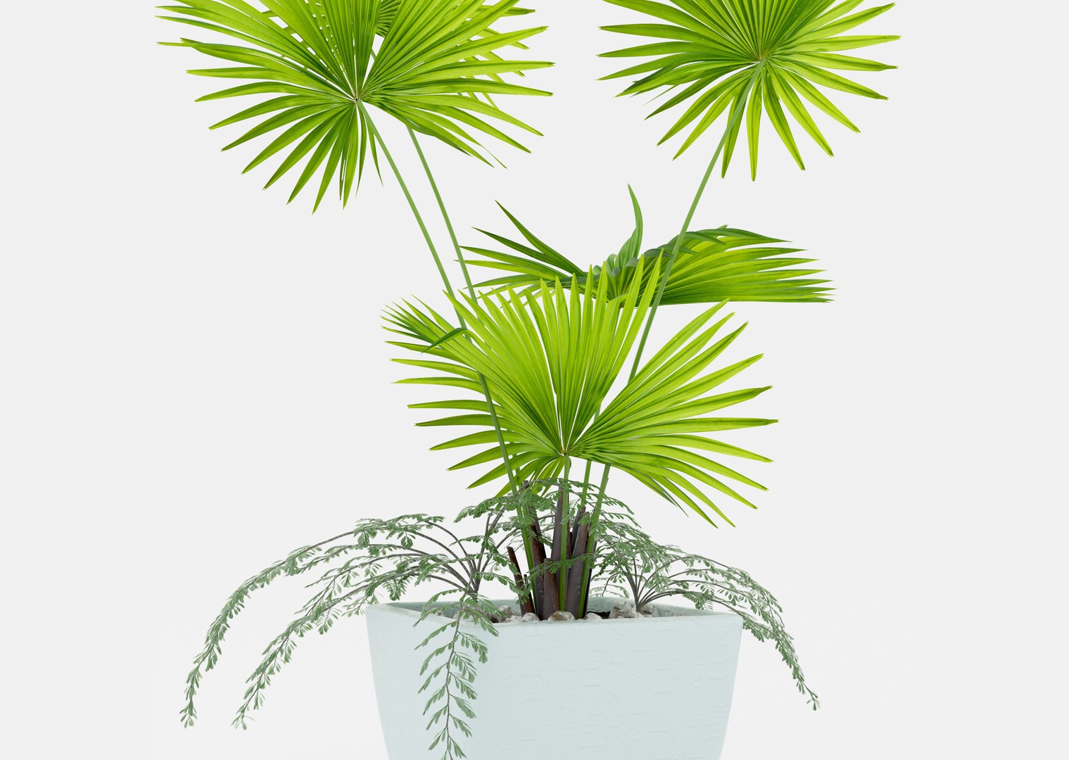 Indoor palm plant 3D https://p.turbosquid.com/ts-thumb/w1/RErjHV/ta/05/jpg/1619528085/1920x1080/fit_q87/52262e21cb19e6277fc5bedbee09d2e3a7b1dbbe/05.jpg