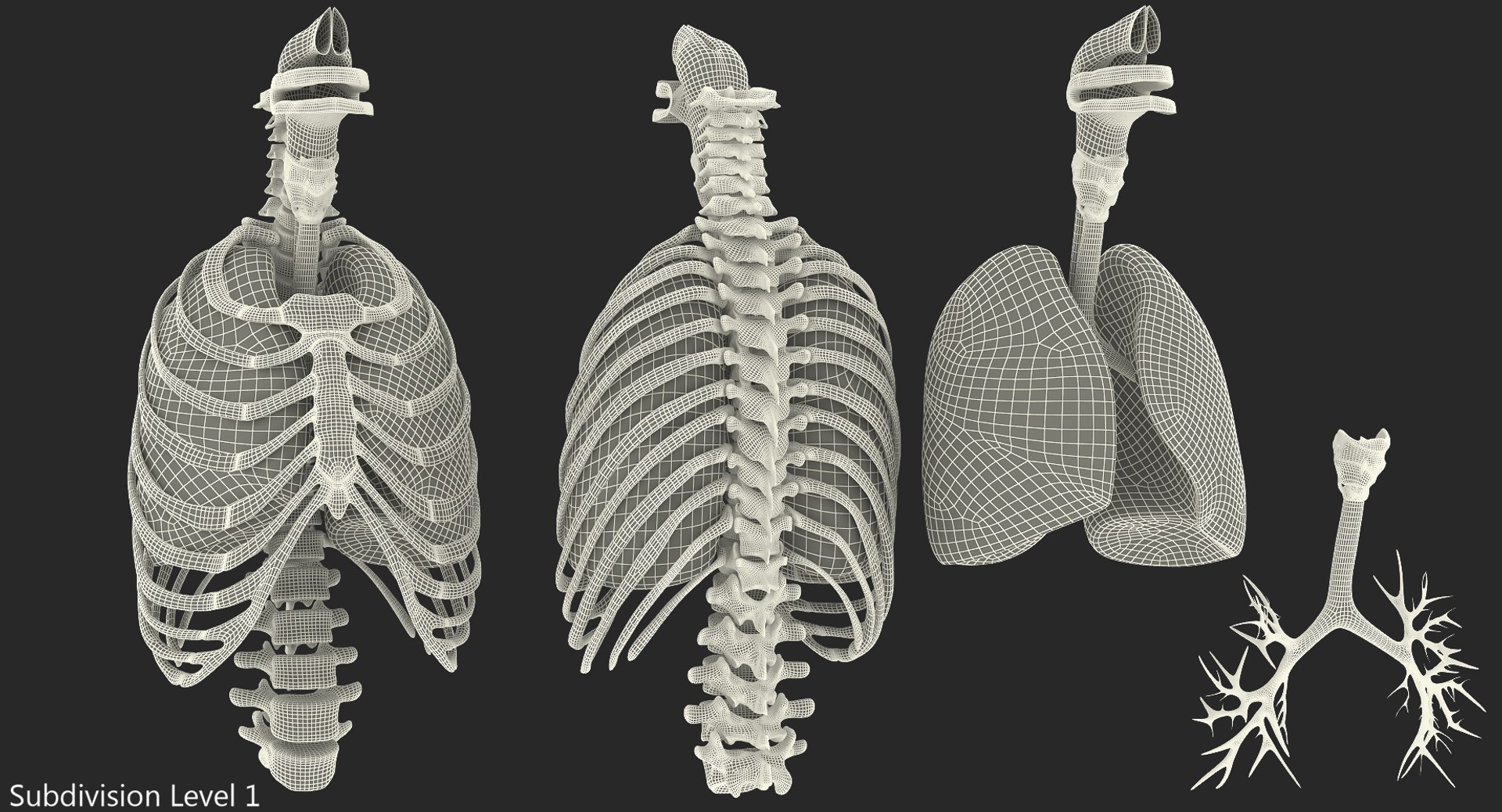 3D male ribcage respiratory model https://p.turbosquid.com/ts-thumb/w1/Su87vL/3M8yMu7y/maleribcagewithrespiratorysystemc4dmodel013/jpg/1508223394/1920x1080/fit_q87/7f03e50cc3d0d94b852ee2baa32ee9139d26e624/maleribcagewithrespiratorysystemc4dmodel013.jpg