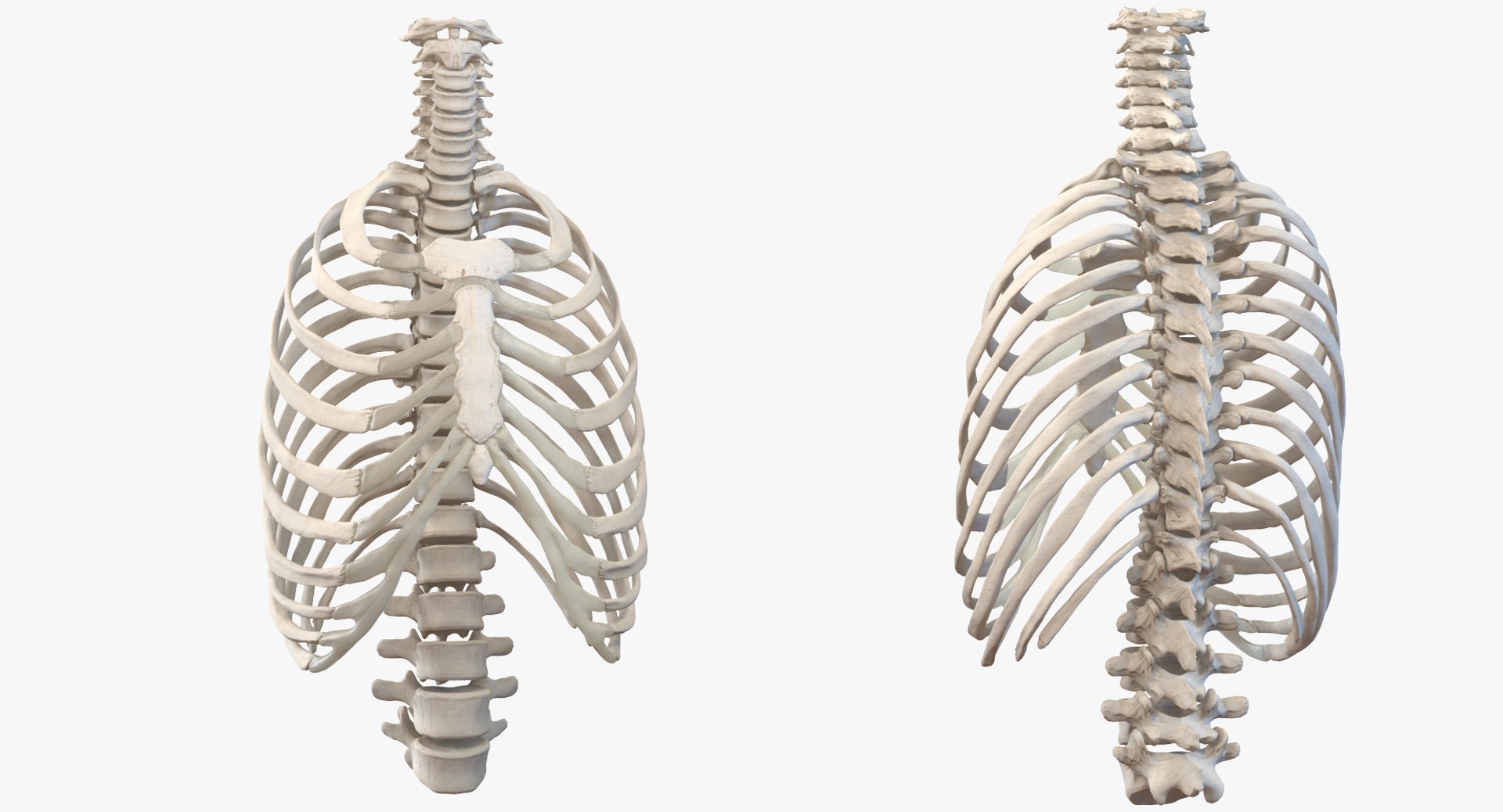 3D male ribcage respiratory model https://p.turbosquid.com/ts-thumb/w1/Su87vL/CL8fiv96/maleribcagewithrespiratorysystemc4dmodel003/jpg/1508223393/1920x1080/fit_q87/f1748cd2e82247a49df6b35d8de6bed415224490/maleribcagewithrespiratorysystemc4dmodel003.jpg