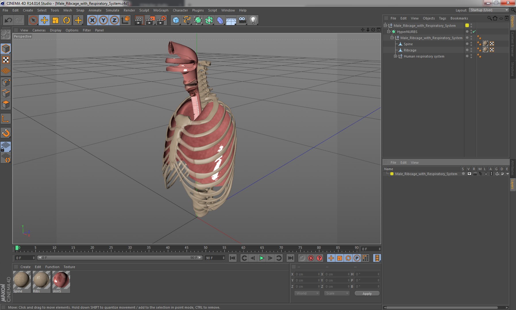 3D male ribcage respiratory model https://p.turbosquid.com/ts-thumb/w1/Su87vL/NqflfMxU/maleribcagewithrespiratorysystemc4dmodel016/jpg/1508223394/1920x1080/fit_q87/4658ab8a7103e4187e8d7f87bb813b7b1f1eee78/maleribcagewithrespiratorysystemc4dmodel016.jpg