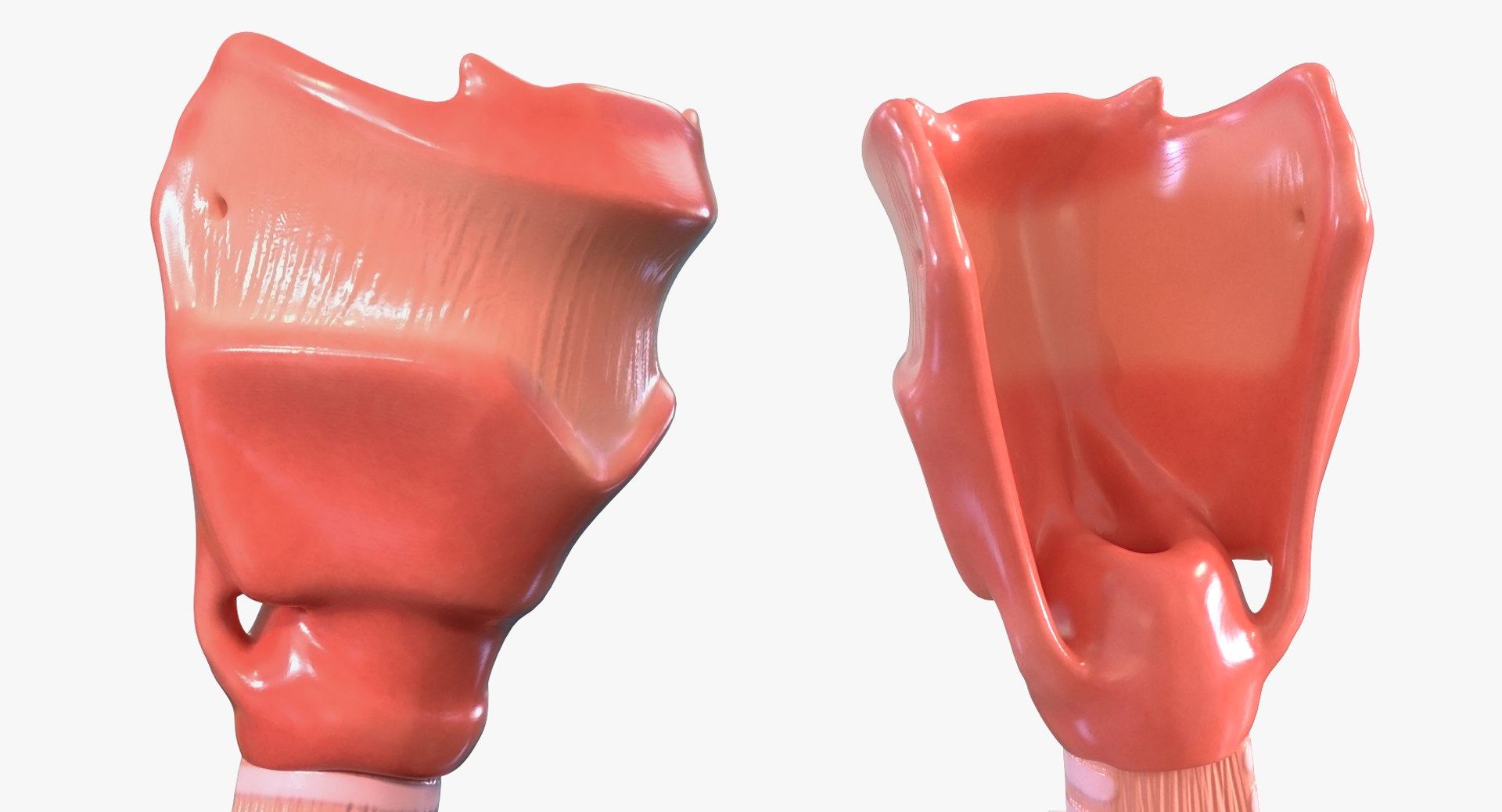 3D male ribcage respiratory model https://p.turbosquid.com/ts-thumb/w1/Su87vL/PPmZt8Bj/maleribcagewithrespiratorysystemc4dmodel011/jpg/1508223394/1920x1080/fit_q87/5095c229e6a7b256994eafe1098dc92da0a40ee6/maleribcagewithrespiratorysystemc4dmodel011.jpg
