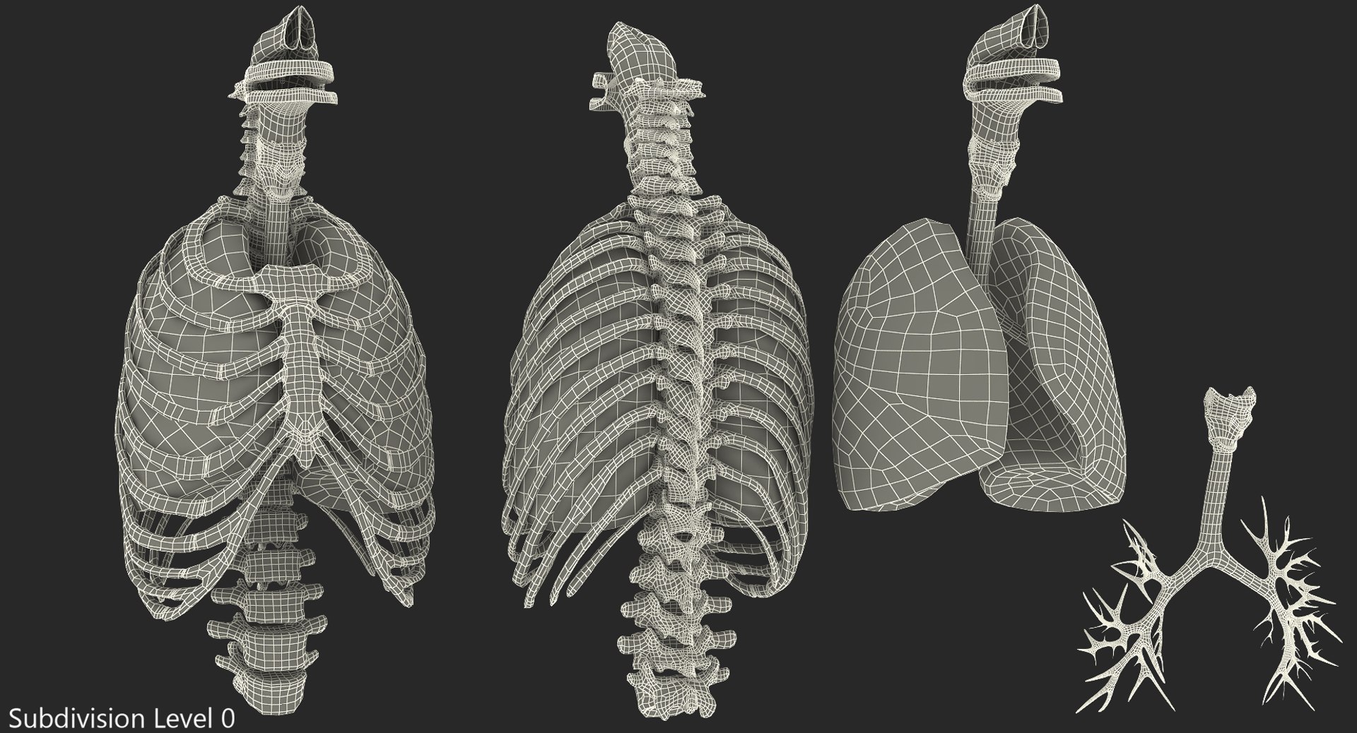 3D male ribcage respiratory model https://p.turbosquid.com/ts-thumb/w1/Su87vL/bEfdoc5n/maleribcagewithrespiratorysystemc4dmodel012/jpg/1508223394/1920x1080/fit_q87/4f87011ee8dba36de7e980581902ae126bdfa61c/maleribcagewithrespiratorysystemc4dmodel012.jpg