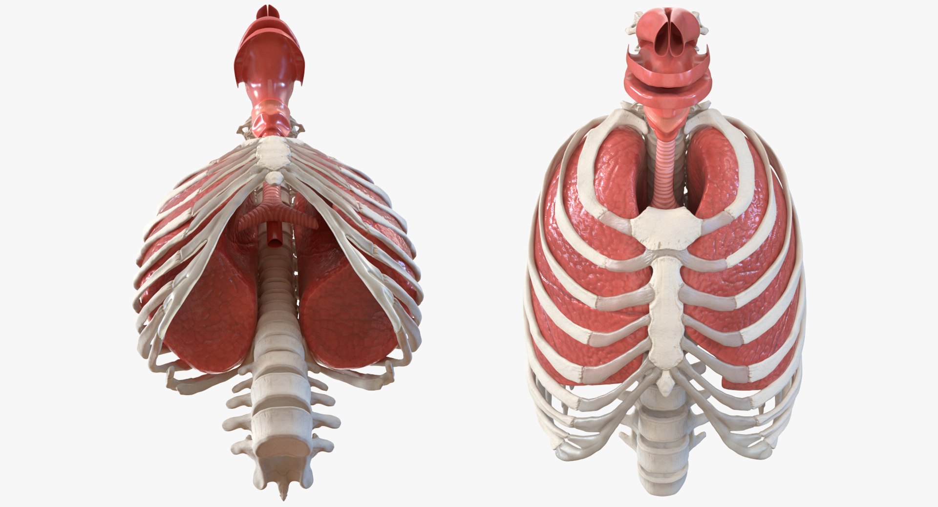 3D male ribcage respiratory model https://p.turbosquid.com/ts-thumb/w1/Su87vL/bbM680AC/maleribcagewithrespiratorysystemc4dmodel004/jpg/1508223393/1920x1080/fit_q87/f3549c1c121f992bbf1abacd9c65c3559a798487/maleribcagewithrespiratorysystemc4dmodel004.jpg