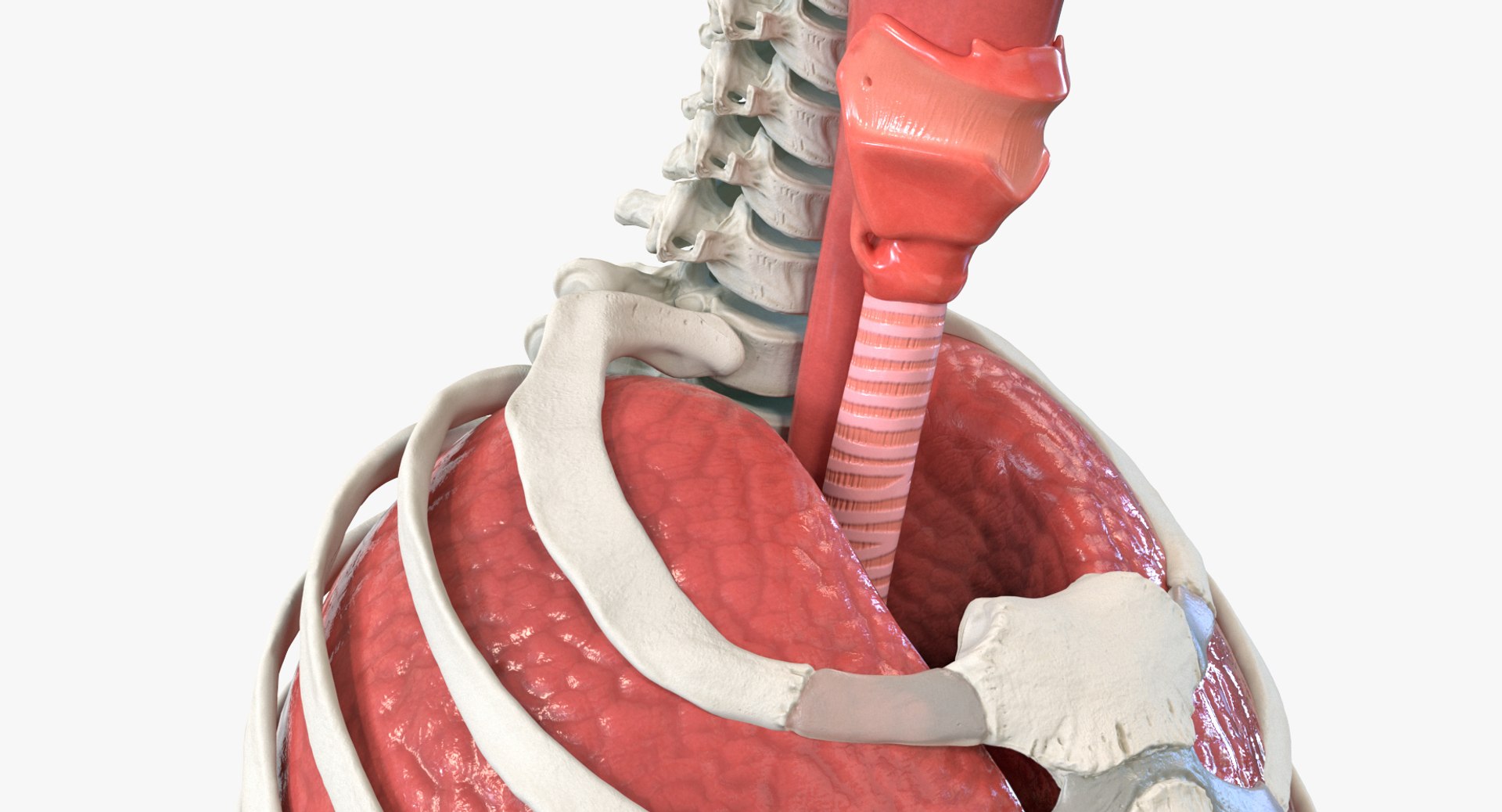 3D male ribcage respiratory model https://p.turbosquid.com/ts-thumb/w1/Su87vL/c9JcY0q4/maleribcagewithrespiratorysystemc4dmodel006/jpg/1508223394/1920x1080/fit_q87/bacbf4f283eb8b842e80411b914febdf9f37deb7/maleribcagewithrespiratorysystemc4dmodel006.jpg