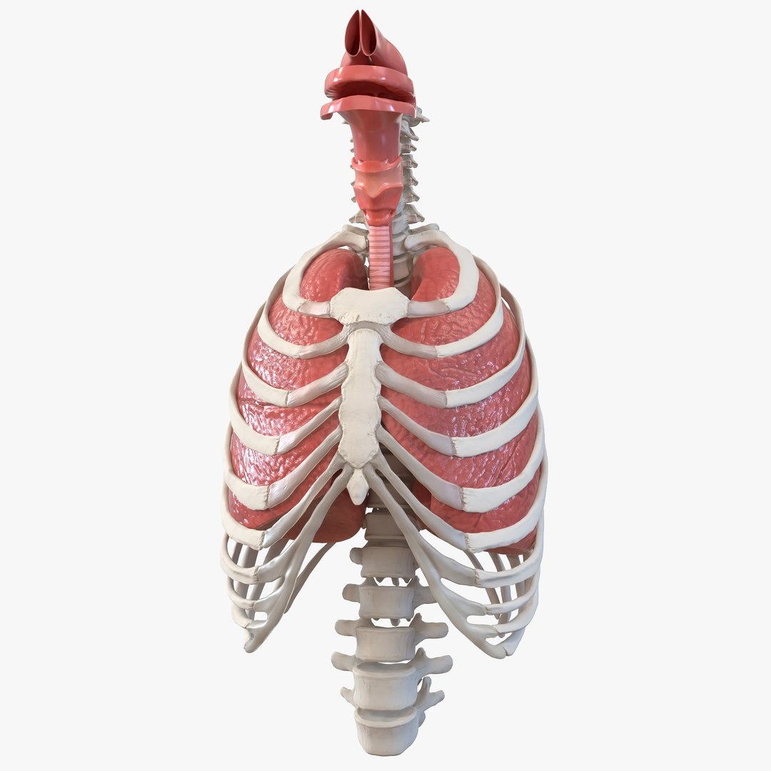 Male Ribcage with Respiratory System 3D model preview