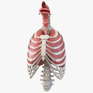 3D male ribcage respiratory model