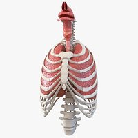Male Ribcage with Respiratory System