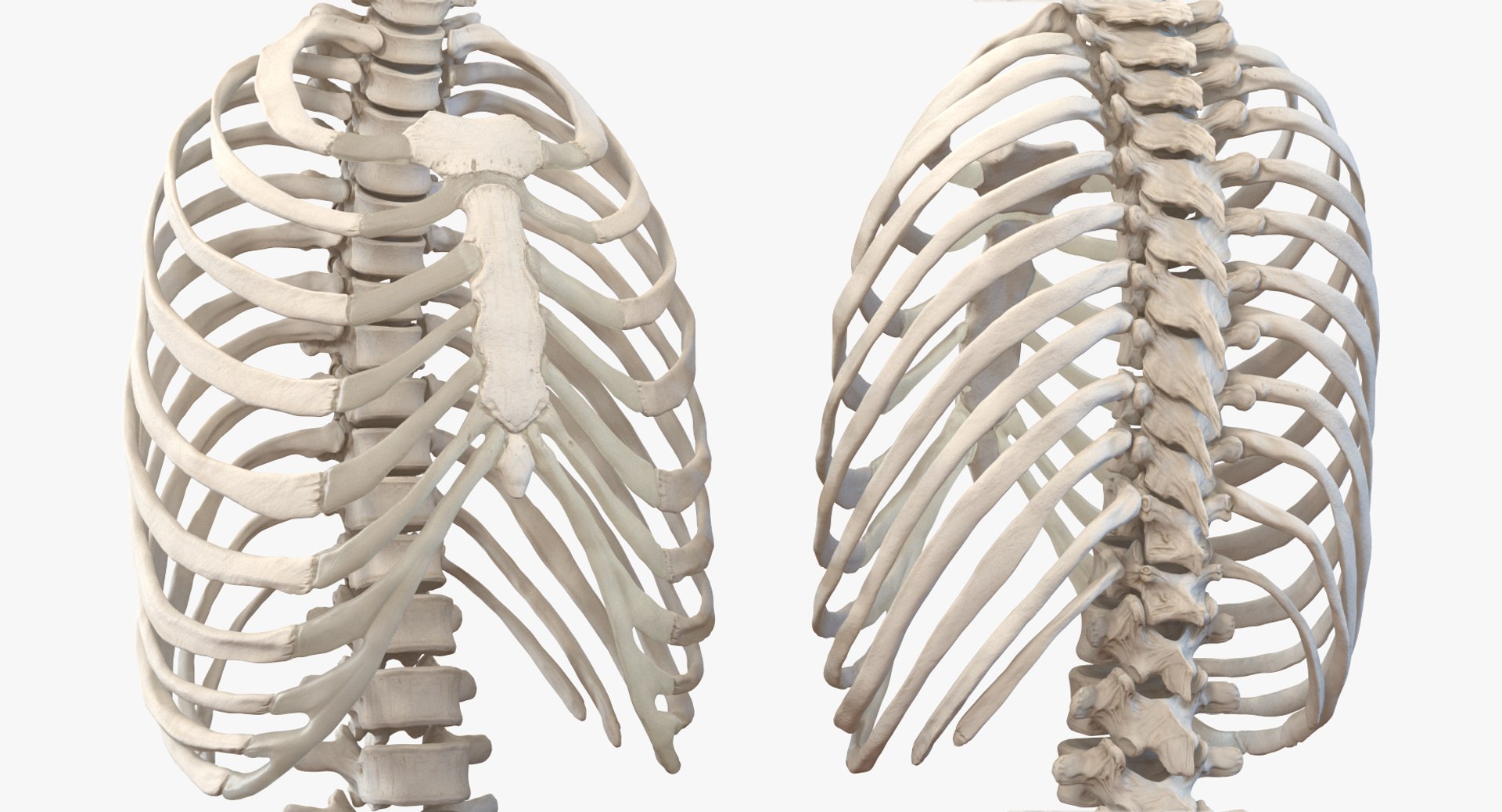 3D male ribcage respiratory model https://p.turbosquid.com/ts-thumb/w1/Su87vL/levKD1pw/maleribcagewithrespiratorysystemc4dmodel008/jpg/1508223394/1920x1080/fit_q87/ef066a565919fe6a5e13944bf17c113c0c02d102/maleribcagewithrespiratorysystemc4dmodel008.jpg