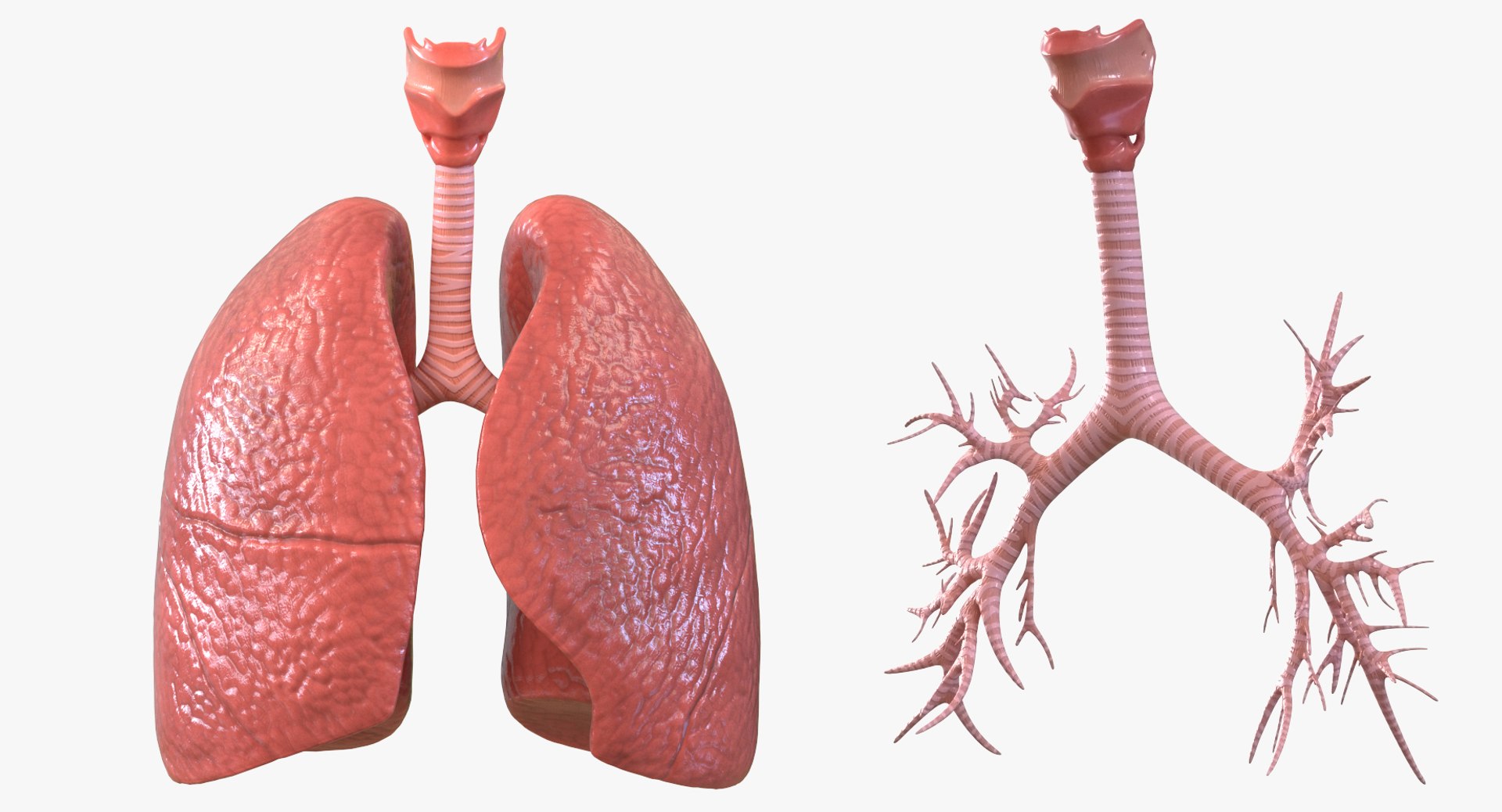 3D male ribcage respiratory model https://p.turbosquid.com/ts-thumb/w1/Su87vL/wKNT5s8Q/maleribcagewithrespiratorysystemc4dmodel010/jpg/1508223394/1920x1080/fit_q87/2d84bdd75e5fcd06f0d5e82da937ea21feb7b3ee/maleribcagewithrespiratorysystemc4dmodel010.jpg