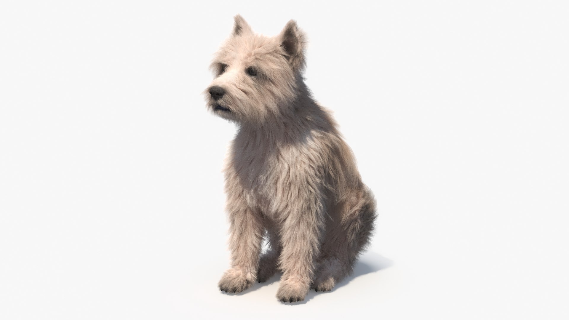 3D Mongrel Dog Cream Sitting Pose Fur for Cinema 4D model https://p.turbosquid.com/ts-thumb/w1/Yt2Dul/yq/mongrel_dog_cream_sitting_pose_fur_006/jpg/1750646612/1920x1080/fit_q87/bef54d58a9ac2c137d8a6b9bd70d69d150cc70c2/mongrel_dog_cream_sitting_pose_fur_006.jpg