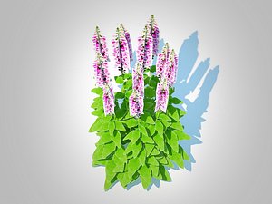 Digitalis purpurea - Common Foxglove  pink model