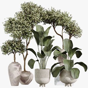 AV Indoor Plants Set 237 Mission Olive Tree and Calathea Lutea Cuban Cigar 3D model