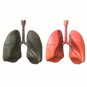 3D human lungs smoker