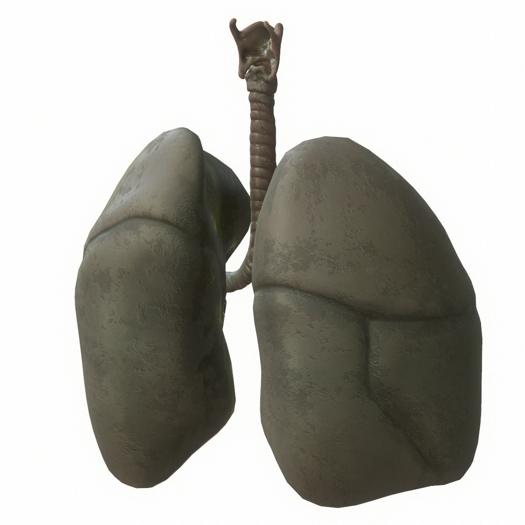 3D Human Lungs Smoker - TurboSquid 1434097