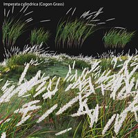 Imperata cylindrica - Cogon Grass 02