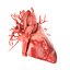 human heart animation 3d model