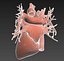 human heart animation 3d model