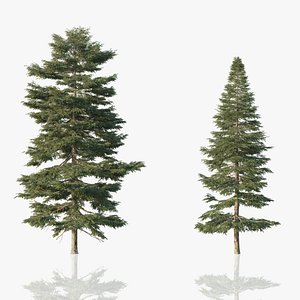 Red Spruce Trees 3D