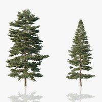 Red Spruce Trees