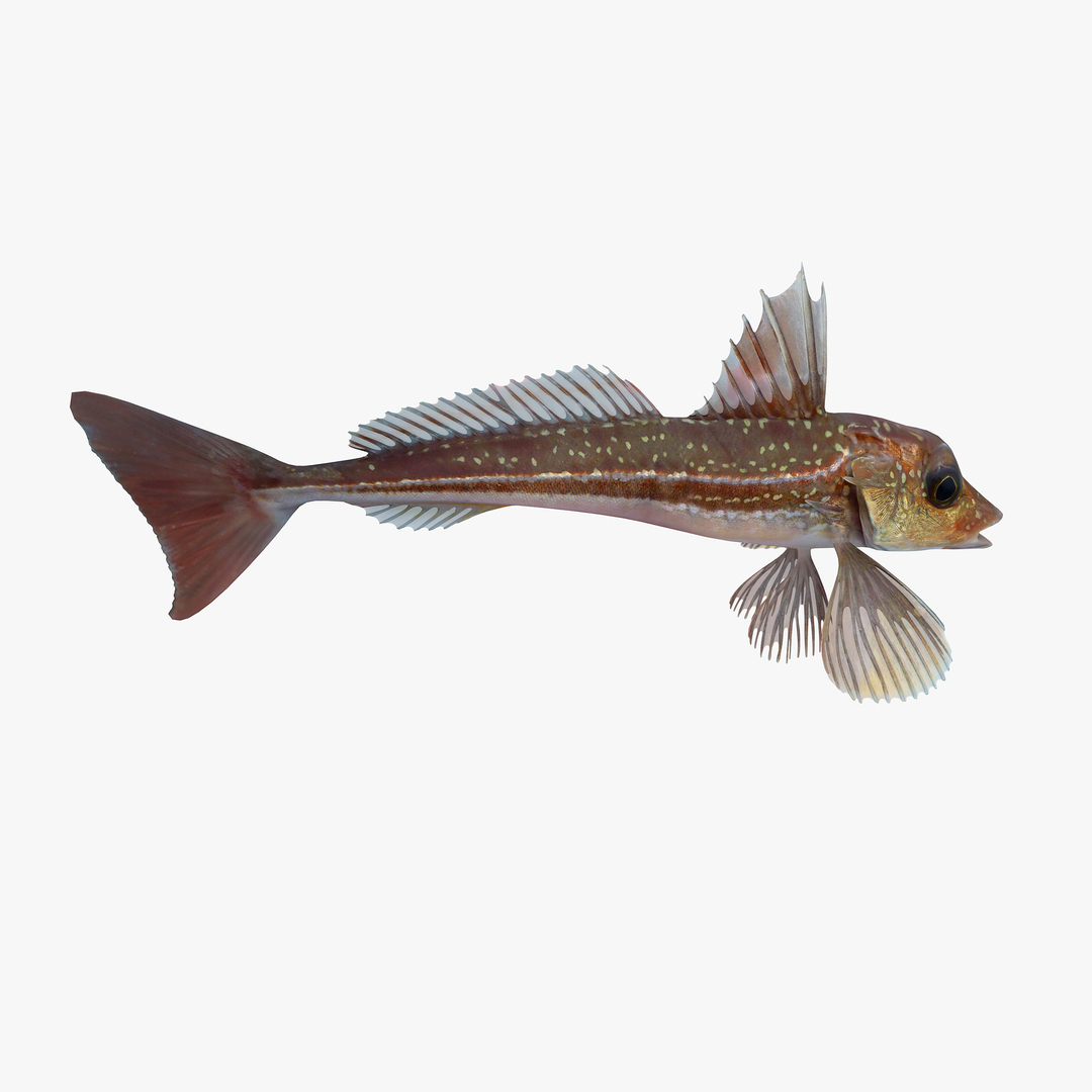 Gurnard Fish Max