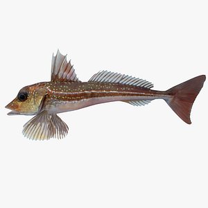 gurnard fish max
