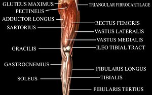 Knee Joint with Muscles Medically Accurate