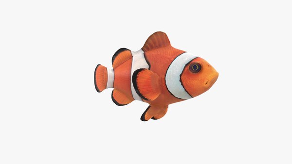 3D Clown Fish - TurboSquid 1611734