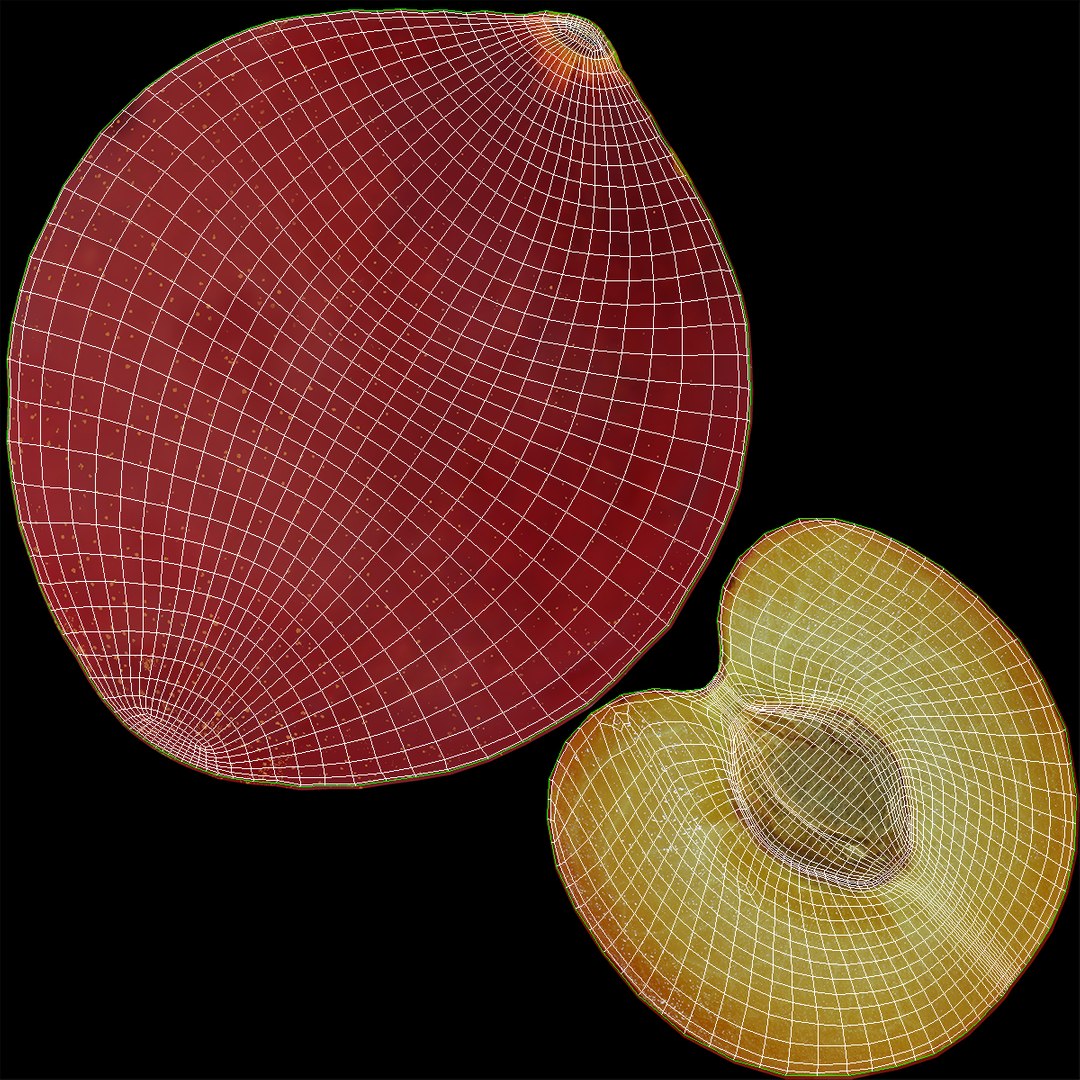 3d model plum half 5 modeled https://p.turbosquid.com/ts-thumb/w2/INOMA1/vwnaWp9q/3dmodelofplumcrosssection16/jpg/1435687073/1920x1080/fit_q87/bd21433d9151a95fa6ae66921917ee1751e6b9a4/3dmodelofplumcrosssection16.jpg