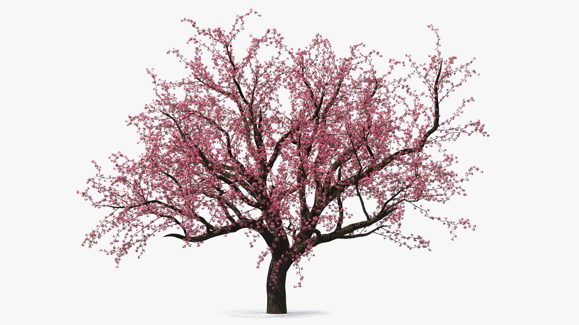 Blooming Peach Tree 3D model preview