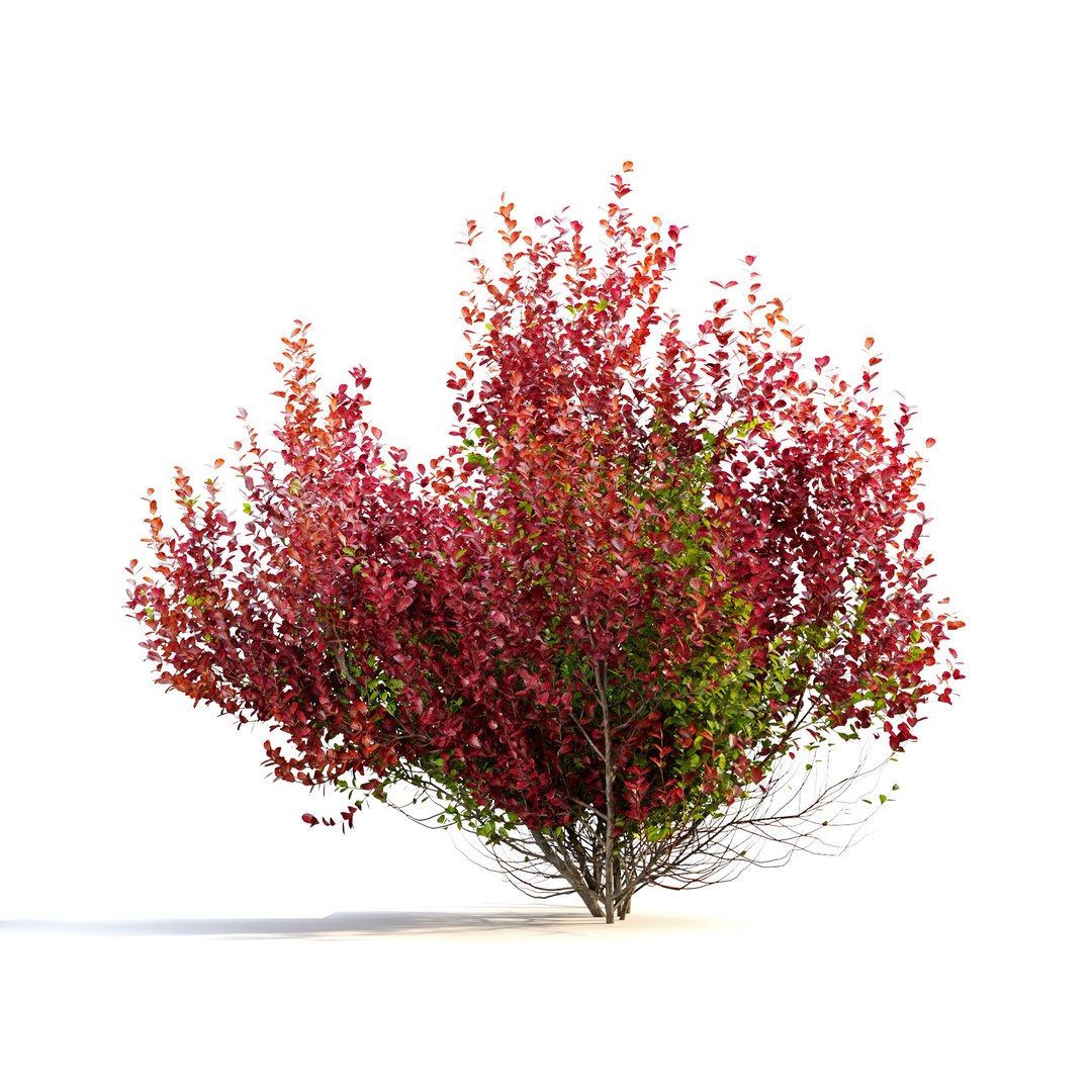 Barberry Shrub 3D Model - TurboSquid 1949191