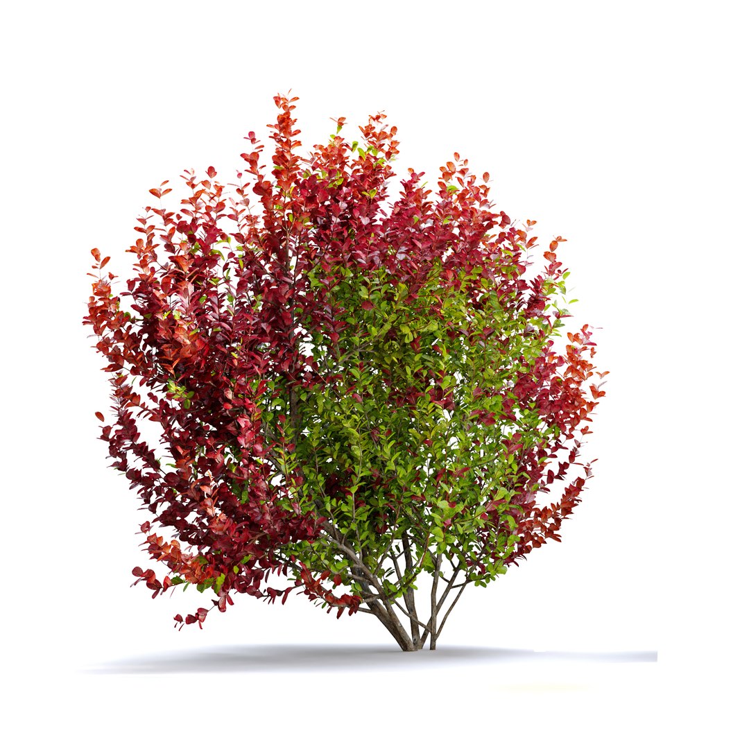 Barberry Shrub 3D Model - TurboSquid 1949191