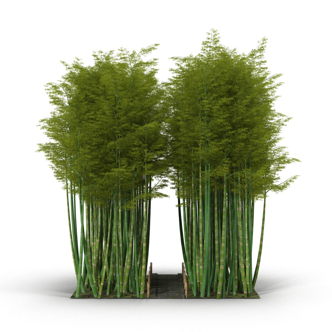 3D model bamboo corridor - TurboSquid 1214272