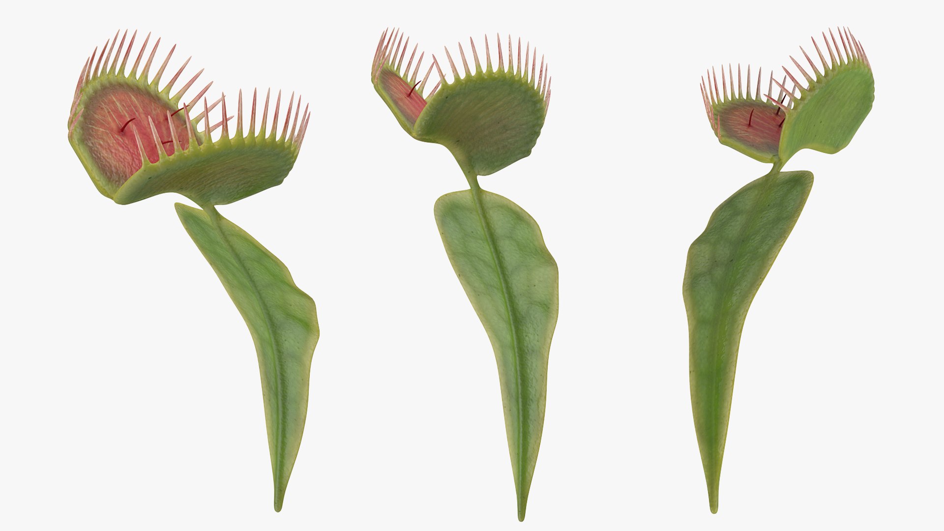 Venus Flytrap Dionaea Muscipula Rigged 3D model preview