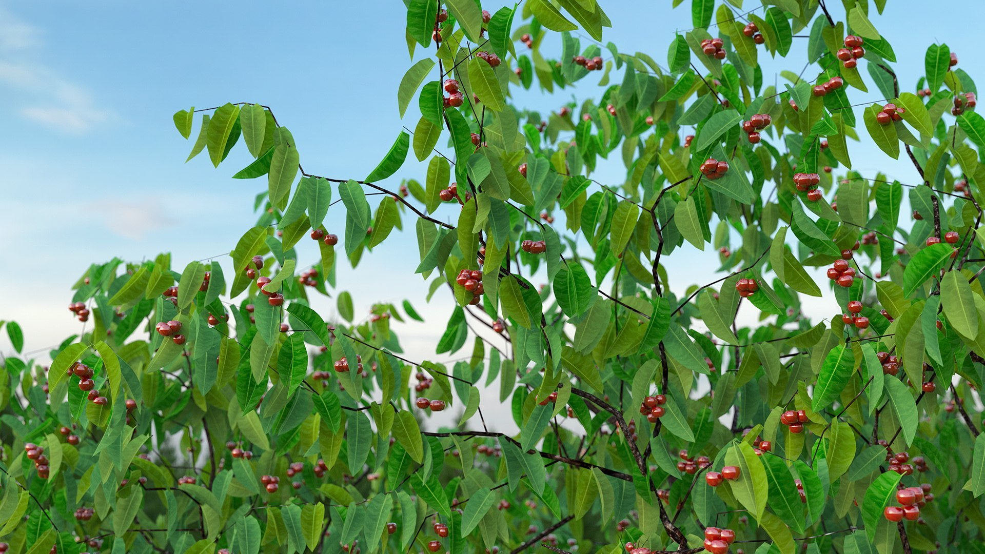 Cherry Tree Collection 3D model https://p.turbosquid.com/ts-thumb/w2/cVoNpM/31/cherry_tree_collection_003/jpg/1771435575/1920x1080/fit_q87/c75de0518b8d3dd7bc38962ebbd7d0234e40ce92/cherry_tree_collection_003.jpg