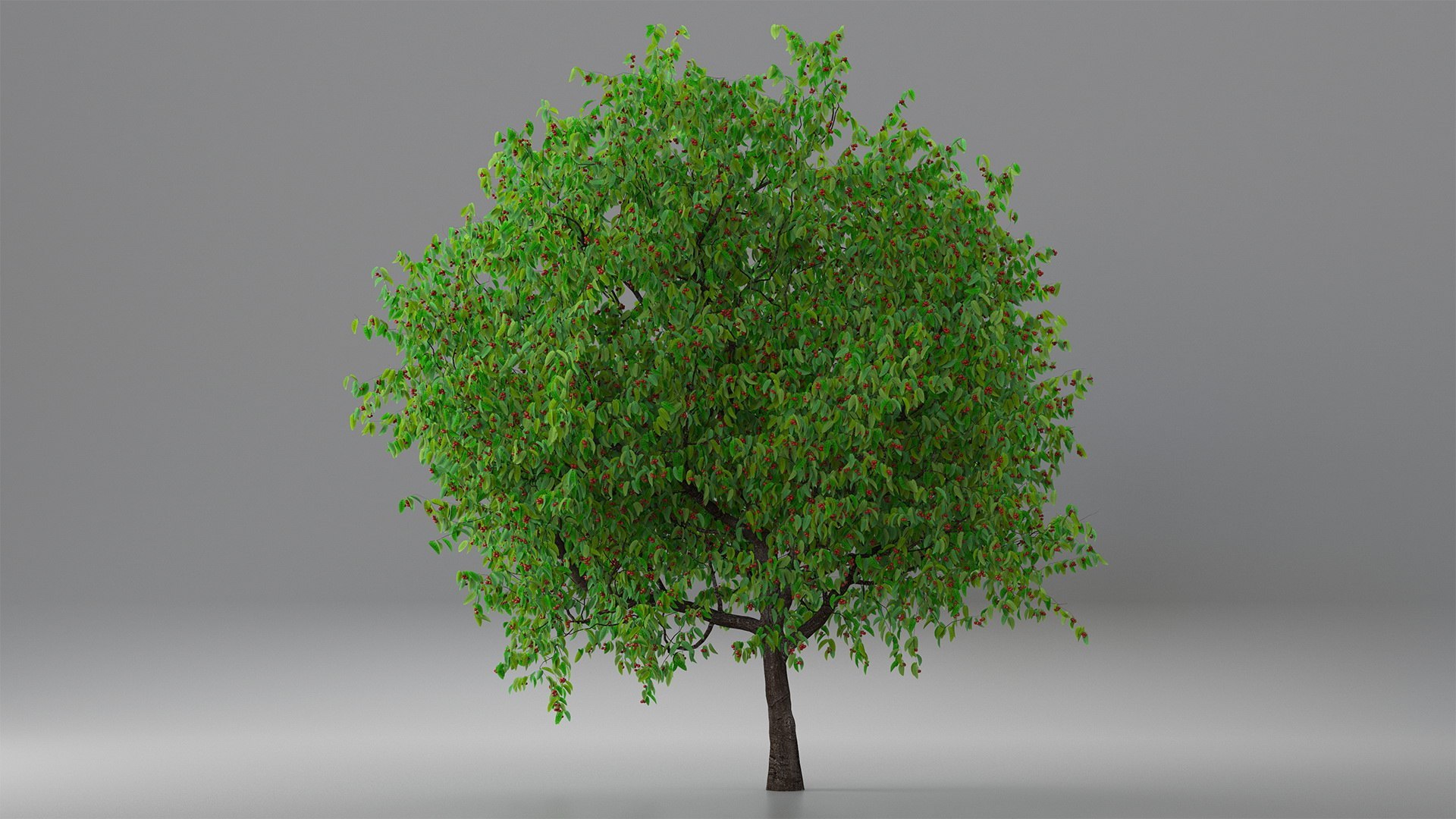 Cherry Tree Collection 3D model https://p.turbosquid.com/ts-thumb/w2/cVoNpM/93/cherry_tree_collection_004/jpg/1771435577/1920x1080/fit_q87/deb85acd79697c5713a95ad127cd4d37f086cbad/cherry_tree_collection_004.jpg
