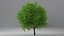 Cherry Tree Collection 3D model