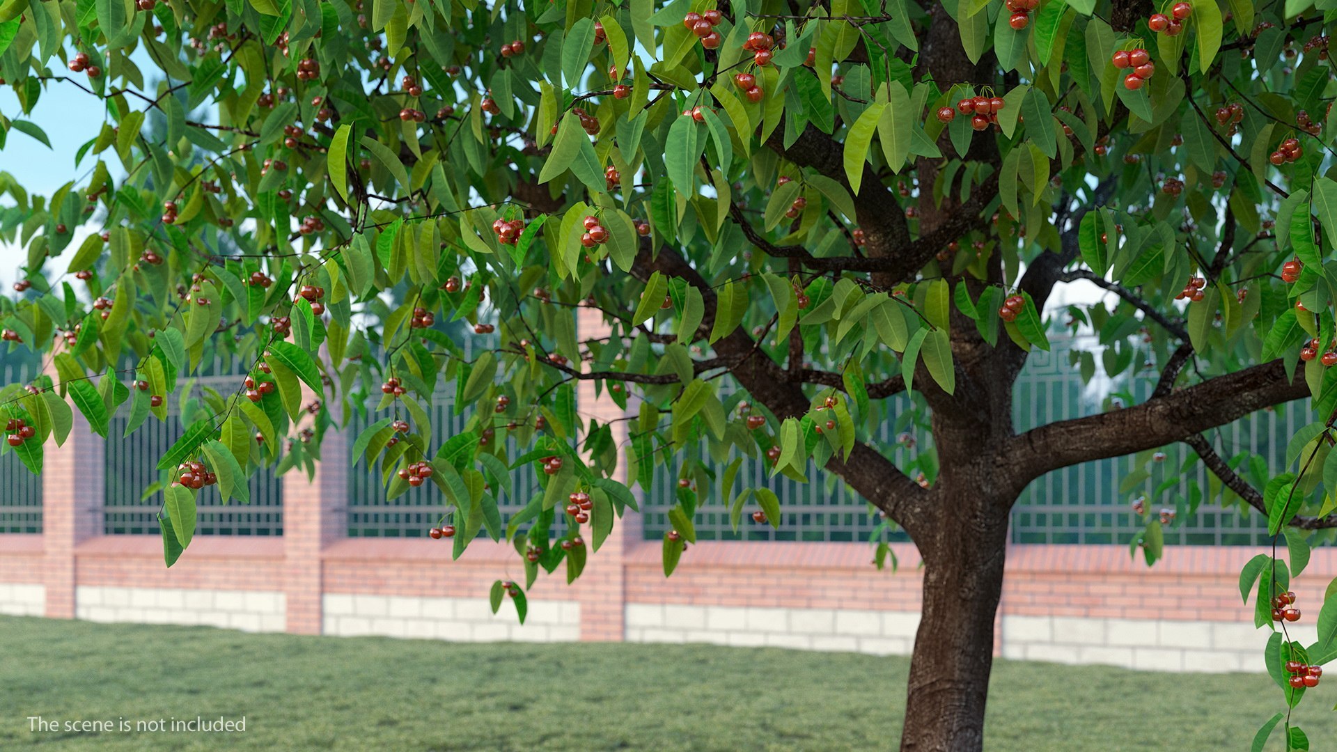 Cherry Tree Collection 3D model https://p.turbosquid.com/ts-thumb/w2/cVoNpM/Ee/cherry_tree_collection_002/jpg/1771435576/1920x1080/fit_q87/ba87746160dc61ea2937078e93fa234e4af184d0/cherry_tree_collection_002.jpg