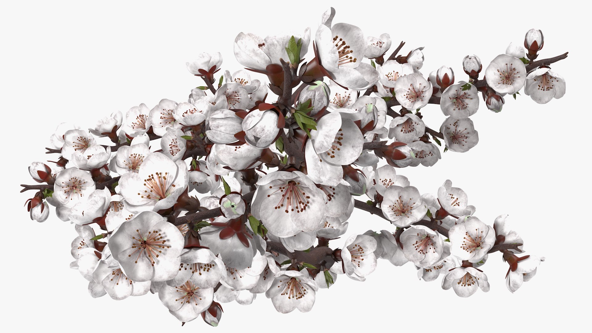Cherry Tree Collection 3D model https://p.turbosquid.com/ts-thumb/w2/cVoNpM/Gp/cherry_tree_collection_015/jpg/1771435587/1920x1080/fit_q87/ef812f0bacdbeeaf882836e01d2903195501ce5e/cherry_tree_collection_015.jpg