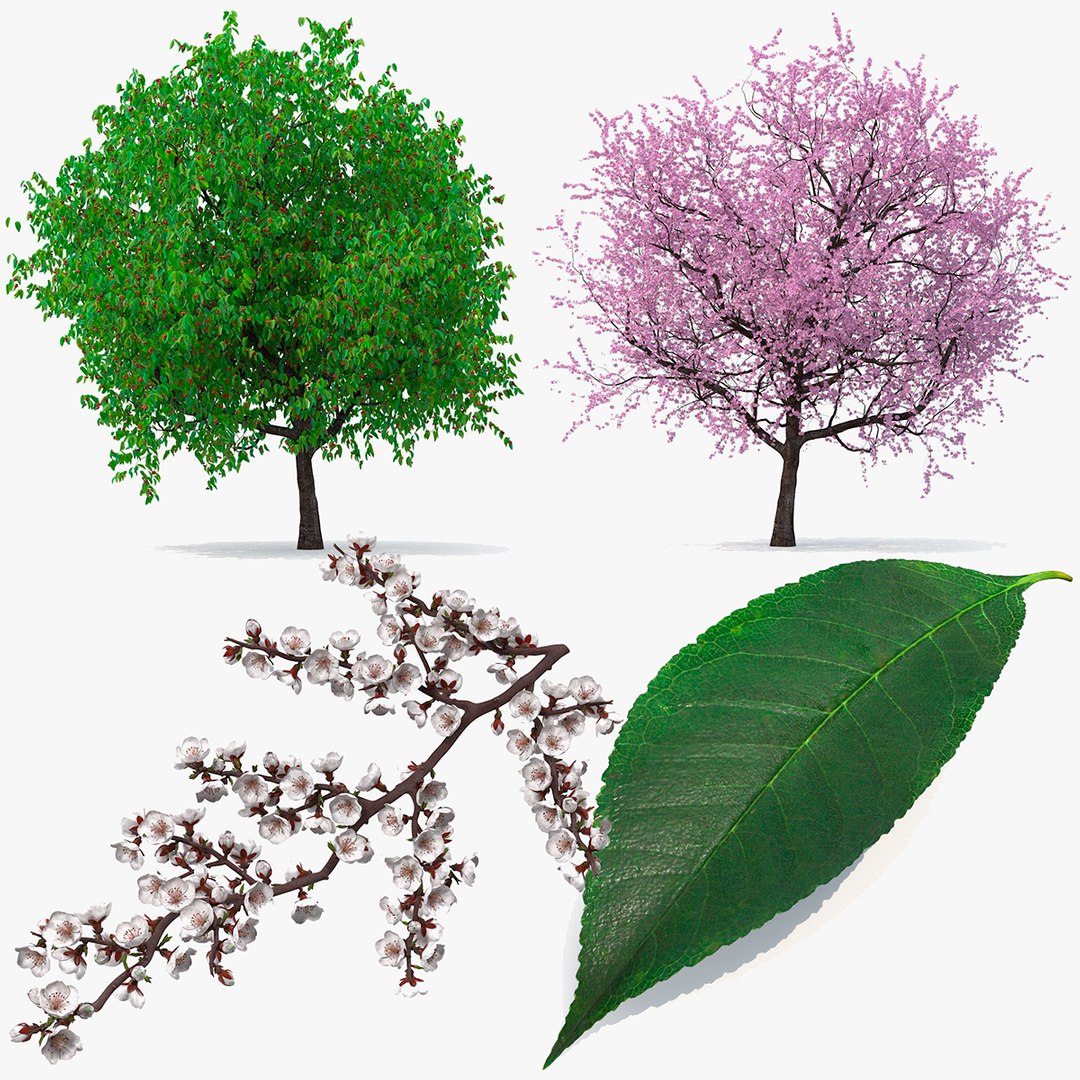 Cherry Tree Collection 3D model https://p.turbosquid.com/ts-thumb/w2/cVoNpM/Ir/cherry_tree_collection_000/jpg/1771435573/1920x1080/fit_q87/3bb22fb631d2728038129aa2f049cba130d87ae8/cherry_tree_collection_000.jpg