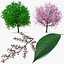Cherry Tree Collection