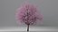 Cherry Tree Collection 3D model
