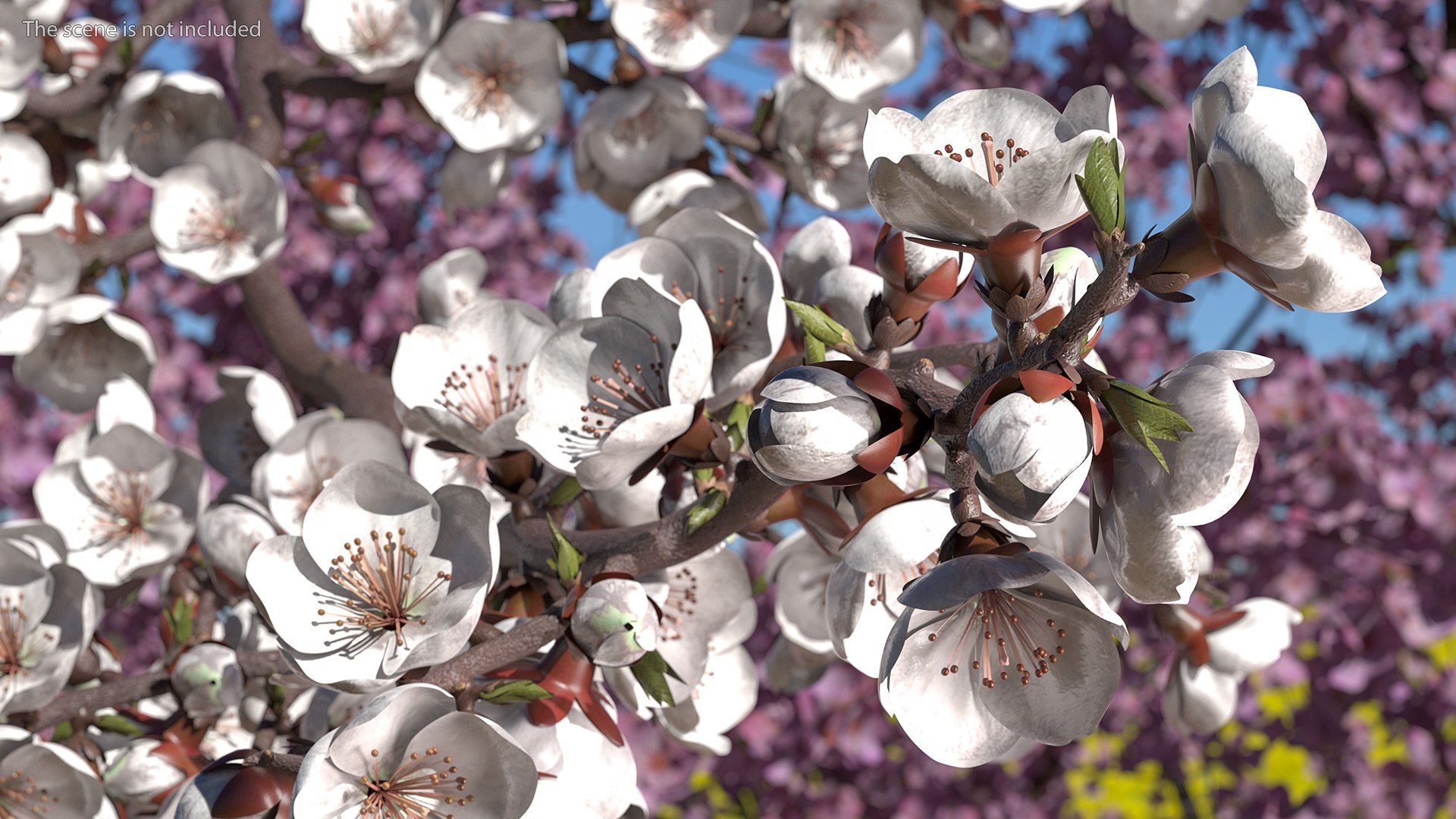 Cherry Tree Collection 3D model https://p.turbosquid.com/ts-thumb/w2/cVoNpM/Zi/cherry_tree_collection_011/jpg/1771435584/1920x1080/fit_q87/60553128ddc14a9c80189666d09e4f867a30d527/cherry_tree_collection_011.jpg