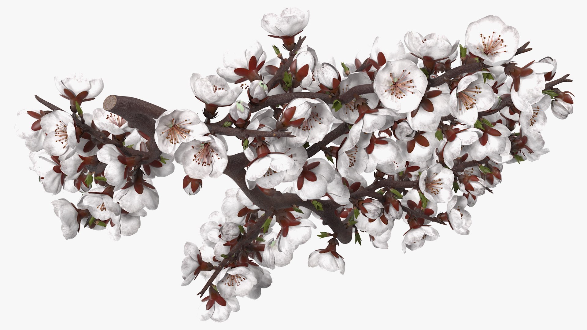 Cherry Tree Collection 3D model https://p.turbosquid.com/ts-thumb/w2/cVoNpM/Zl/cherry_tree_collection_014/jpg/1771435587/1920x1080/fit_q87/527b7dfe6a816ab2e83d3760bd36a3973e05d4b3/cherry_tree_collection_014.jpg