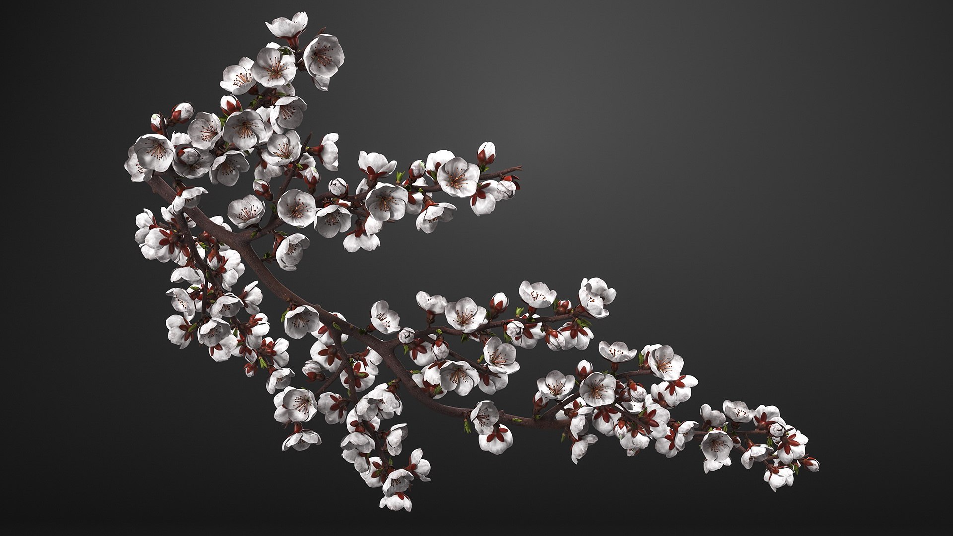 Cherry Tree Collection 3D model https://p.turbosquid.com/ts-thumb/w2/cVoNpM/c0/cherry_tree_collection_012/jpg/1771435585/1920x1080/fit_q87/5a185f27abbb37c3122cc9ca4d63a5575632d196/cherry_tree_collection_012.jpg