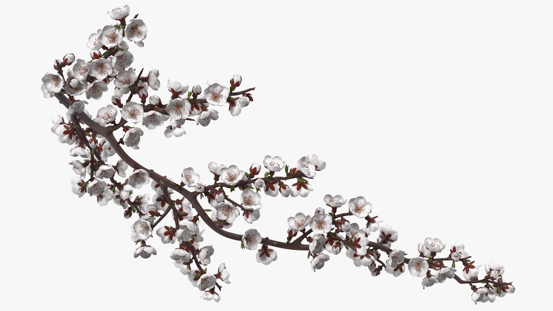Cherry Tree Collection 3D model https://p.turbosquid.com/ts-thumb/w2/cVoNpM/cO/cherry_tree_collection_013/jpg/1771435586/1920x1080/fit_q87/4177e43bfca652ce1407c5db80fe8283cf606d19/cherry_tree_collection_013.jpg