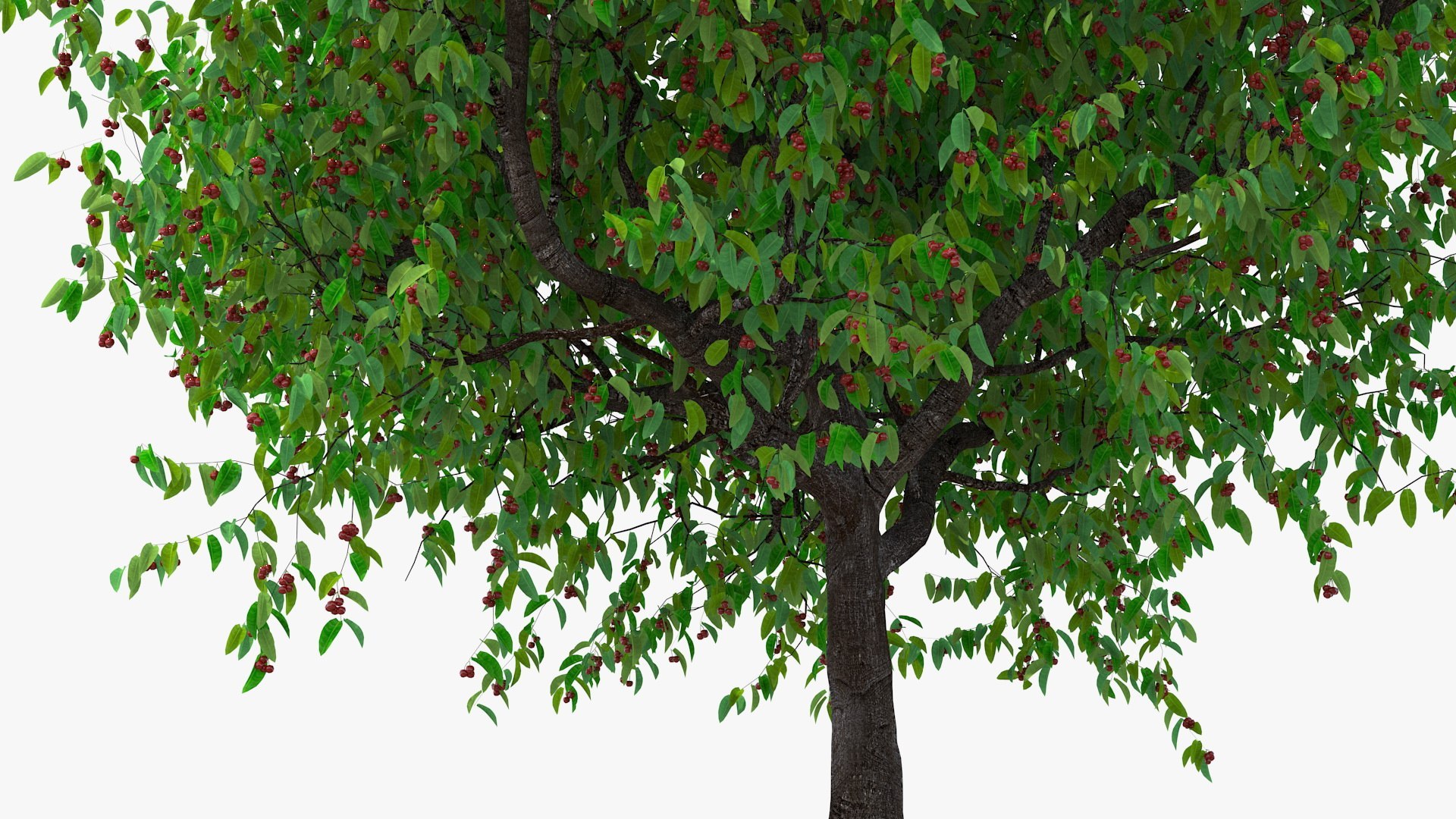 Cherry Tree Collection 3D model https://p.turbosquid.com/ts-thumb/w2/cVoNpM/jb/cherry_tree_collection_006/jpg/1771435581/1920x1080/fit_q87/e94cfc86ad5df1e0cc3f901e2f04243f6fbb7a79/cherry_tree_collection_006.jpg