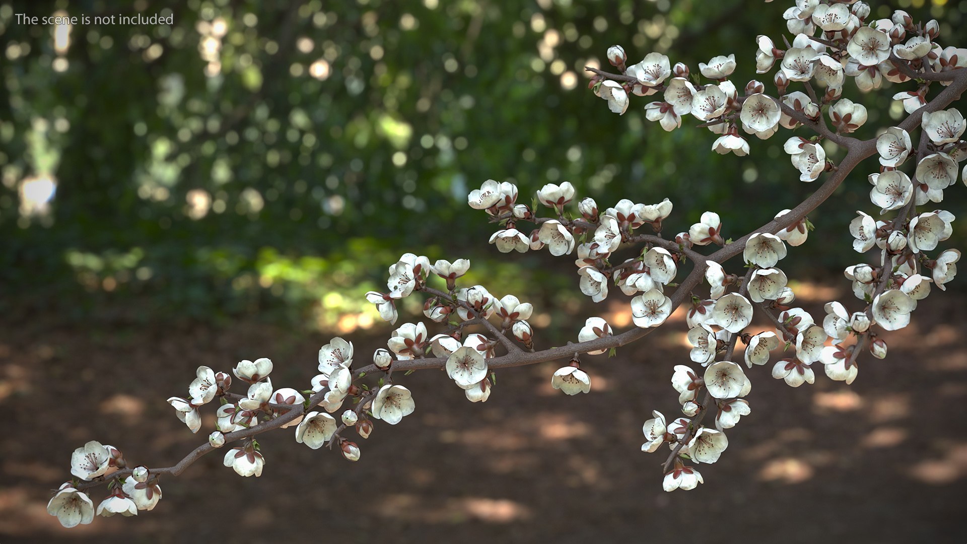 Cherry Tree Collection 3D model https://p.turbosquid.com/ts-thumb/w2/cVoNpM/kD/cherry_tree_collection_009/jpg/1771435582/1920x1080/fit_q87/64ed88ca4cc2361d0dfd0313d193182d085e5801/cherry_tree_collection_009.jpg