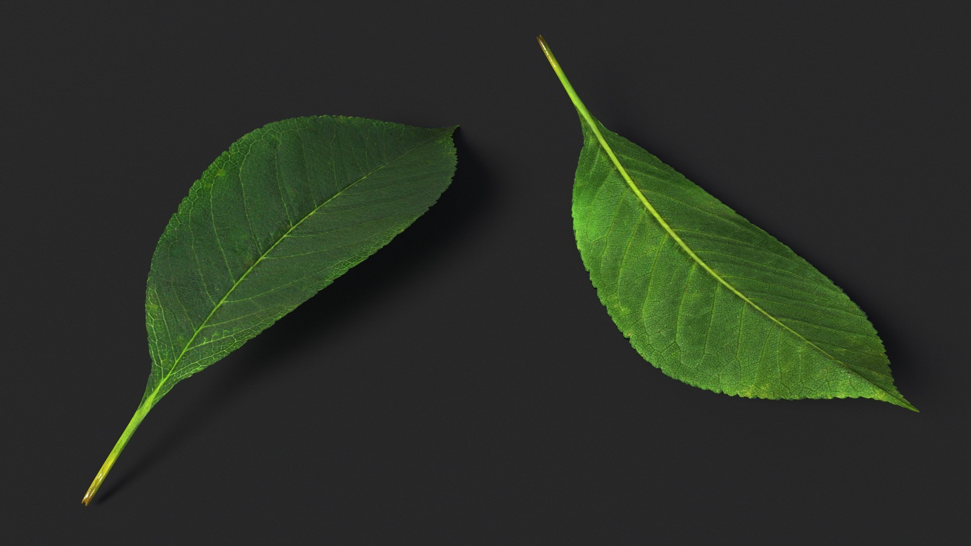 Cherry Tree Collection 3D model https://p.turbosquid.com/ts-thumb/w2/cVoNpM/lB/cherry_tree_collection_026/jpg/1771435597/1920x1080/fit_q87/711c831b27a81c42f0af4366917933c4662b12db/cherry_tree_collection_026.jpg